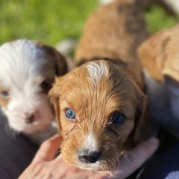 Cavapoo, Goldendoodle, and Poodle Puppies from Desert Valley Doodles