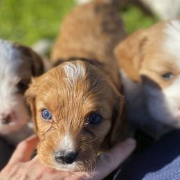 Cavapoo, Goldendoodle, and Poodle Puppies from Desert Valley Doodles