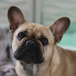Waffles - French Bulldog