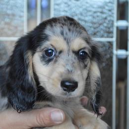 Dachshund Puppies from Dreamheart Dachshunds