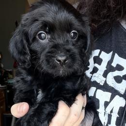 Cavapoo Puppies from Panda Puppies