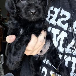 Cavapoo Puppies from Panda Puppies