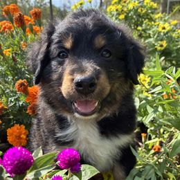 Boy 2 - Black tri male Miniature Australian Shepherd puppy in Potosi, Missouri from Red Hawk Ranch