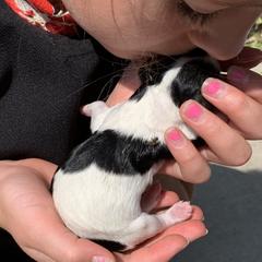 Cavachon, Cavalier King Charles Spaniel, and Cavapoo Puppies from Cavachon Love