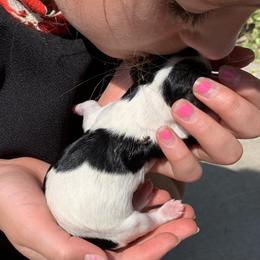 Cavachon, Cavalier King Charles Spaniel, and Cavapoo Puppies from Cavachon Love