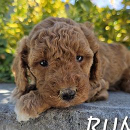Aussiedoodle, Bernedoodle, Poodle, and Sheepadoodle Puppies from Draper Mountain Doodles