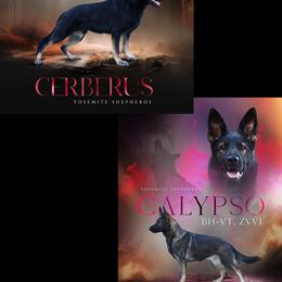 Jedi - Bi-color male German Shepherd puppy in Coarsegold, California from Yosemite Shepherds