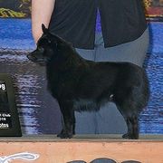 Ki - Schipperke
