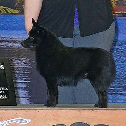 Ki - Schipperke