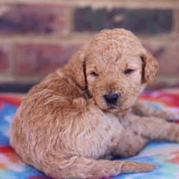 Poodle Puppies from Moss’ Poodles