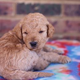 Poodle Puppies from Moss’ Poodles