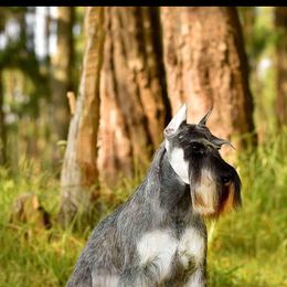 Apolo - Miniature Schnauzer