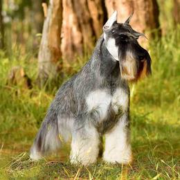 Apolo - Miniature Schnauzer