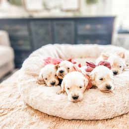Pick 5 - Light golden female Golden Retriever puppy in Deer Lodge, Tennessee from SelahGold