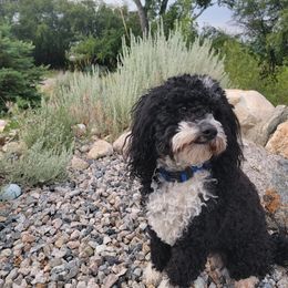 Bernedoodle and Cockapoo Puppies from Doodles of Joy