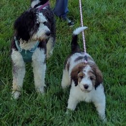 Anna - Tri-color female Bernedoodle puppy in Greeneville, Tennessee from My Two Doodles
