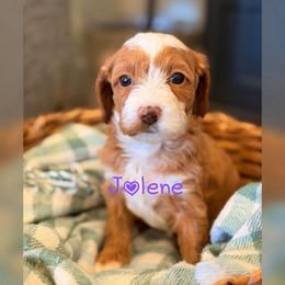 Jolene - Red  female Goldendoodle puppy in Glendale, Arizona from Follow Your Bliss Doodles