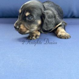 Preston❤️ - Black and cream male Dachshund puppy in New Braunfels, Texas from 2 Knights Doxies