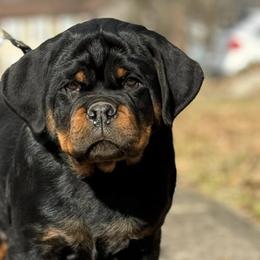 Rottweilers from Concrete Kennels