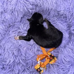 Black tri - Black tri male Miniature Australian Shepherd puppy in Graham, North Carolina from Thompson Farm Mini Aussies