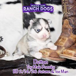 Dutton - Silver and white male Pomsky puppy in Humeston, Iowa from M.A.R. Dogs