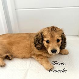 Lucy - Cream female Dachshund puppy in Ormond Beach, Florida from Meadow Ridge Dachshunds