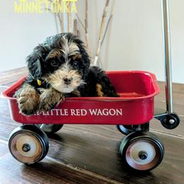 Minnetonka - Tri-color female Bernedoodle puppy in Cambridge, Minnesota from Country Meadow Doodles