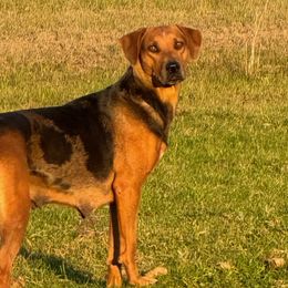 Margie - Catahoula Leopard Dog