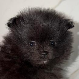Ocean - Black parti female Pomeranian puppy in Scio, Oregon from Mac Daddy Poms