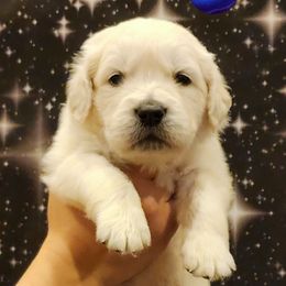 Naboo - Light golden male Golden Retriever puppy in Gahanna, Ohio from Land of Gold - English Golden Retrievers