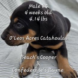 MALE - 5 - Black male Catahoula Leopard Dog puppy in Perry, Florida from O'Leos' Acres Catahoulas