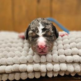 Light Blue - Merle male Bernedoodle puppy in Shelby, North Carolina from Forever Grateful Doodles