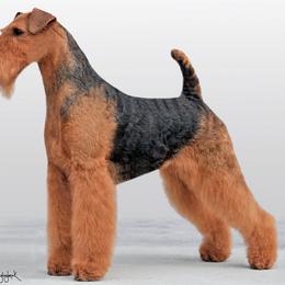 Airedale Terriers and Brussels Griffons from JOVAL Kennel