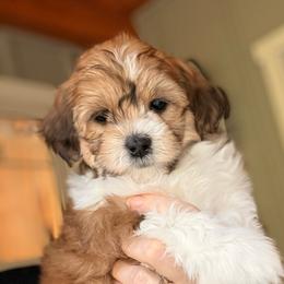 Trixie - Red sable female Havapoo puppy in Roseburg, Oregon from Sharon’s Sheepadoodle’s