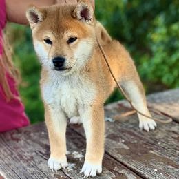 Sarge - Red male Shiba Inu puppy in Trenton, Nebraska from Prairie Shibas
