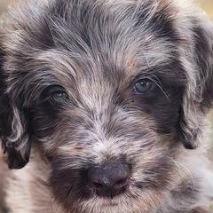 Labradoodles from Raising Aces Puppies