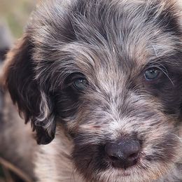 Labradoodles from Raising Aces Puppies