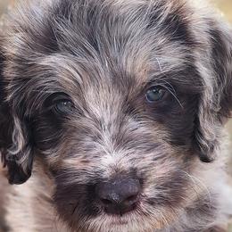 Labradoodles from Raising Aces Puppies
