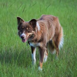 Dixie - Border Collie