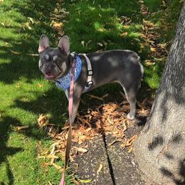 French Bulldog puppies from Olivia's Miniature Schnauzer's