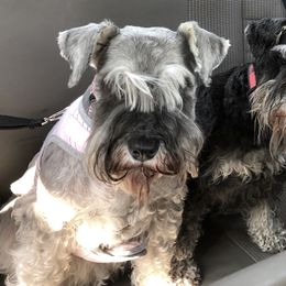 Miniature Schnauzer Puppies from Daniels Mini Schnauzers