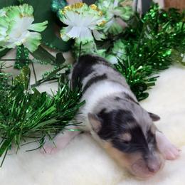 Garnet - Blue merle white and tan male Collie puppy in Carencro, Louisiana from Cajun Bayou's Collies LLC