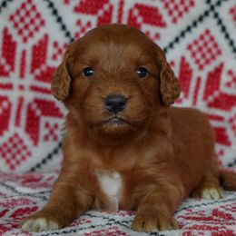 Girl 1 - female Goldendoodle puppy in Macedon, New York from Toodles Goldendoodles