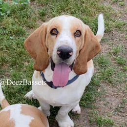 Sir Winston - Basset Hound