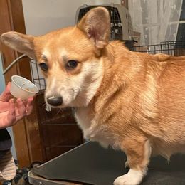 DIXIE - Pembroke Welsh Corgi