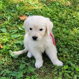 Mr. Red - Light golden male Golden Retriever puppy in Campton, Kentucky from ElkRidge Goldens