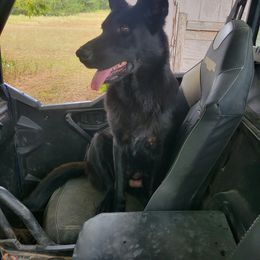 June - German Shepherd