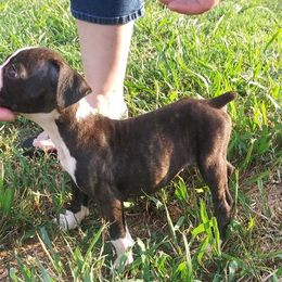 Boxer Puppies from Layne's Boxers