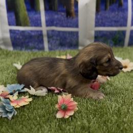 Red Longhair Male - Red male Dachshund puppy in Killeen, Texas from Southern Dachshunds