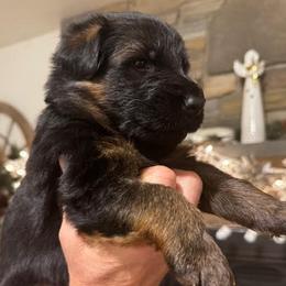 Bruno - Black and red male German Shepherd puppy in Snohomish, Washington from Wataha Shepherds